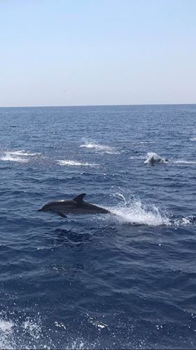 activiteit dolfijnen spotten in Genua noord Italië
