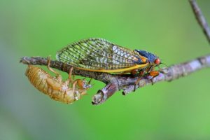 wat is het verschil tussen krekels en cicaden?